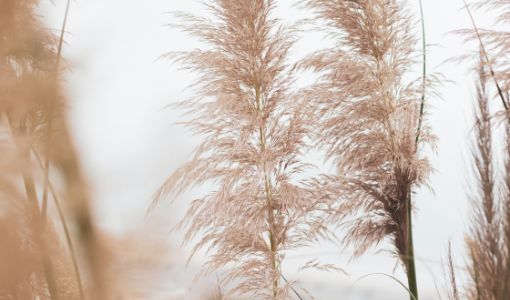 pampas grass