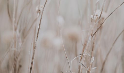 close up of dried plants in wild